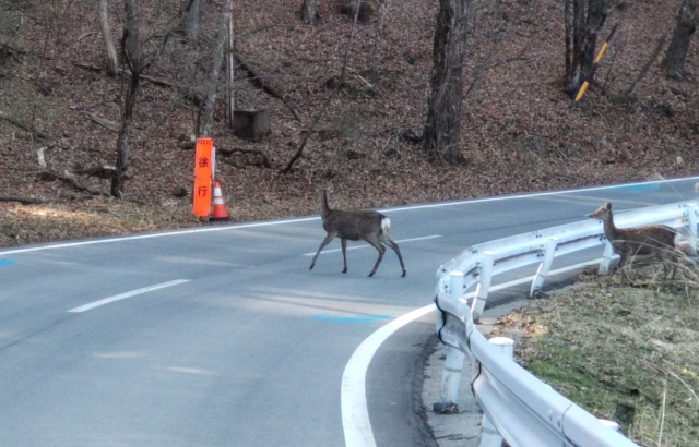 動物と衝突